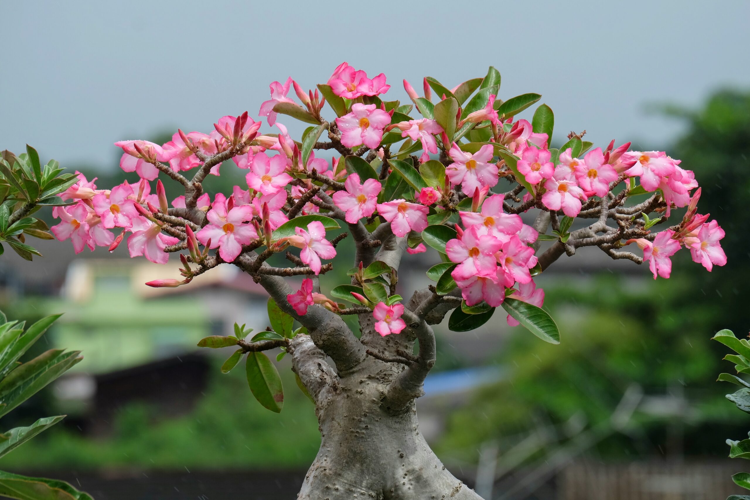 close-up-pink-flowers